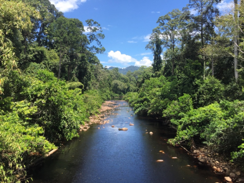 研究地點位於馬來西亞沙巴州的馬廖盆地，這是附近的溪流。